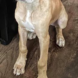 Great Dane Puppies from F&B Kennels