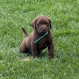 Chocolate- blue collar - Chocolate male Dilute Retriever puppy in Teton County, Montana from East Front Labradors & Treasure State Schnauzers