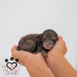 Beau - Merle male Labradoodle puppy in Travelers Rest, South Carolina from Doodles of Love Labradoodles