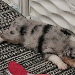 Australian Shepherd Puppies from Folklore Australian Shepherds