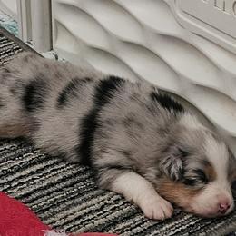 Australian Shepherd Puppies from Folklore Australian Shepherds