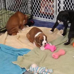 Boxer Puppies from A-L Desert Boxers