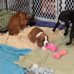 Boxer Puppies from A-L Desert Boxers