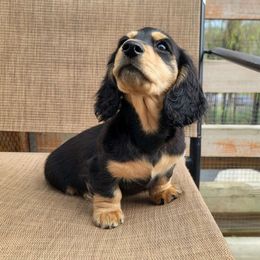 Brown collar - Black and cream Dachshund puppy in Salinas, California from Maverick Kennels