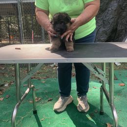 Water (blue collar) - Black and red male German Shepherd puppy in King, North Carolina from Golly-G German Shepherds