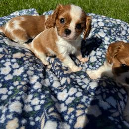 Penny Lane - Blenheim female Cavalier King Charles Spaniel puppy in Rockville, Maryland from Skais the Limit