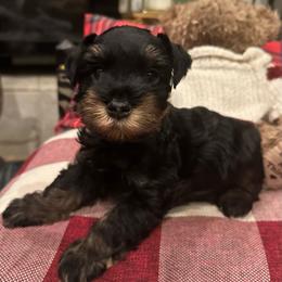 VIKTOR - Black and silver male Miniature Schnauzer puppy in Newton, Alabama from Grace’s Highland Oak Estate Schnauzers