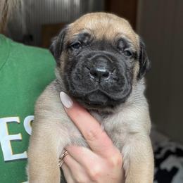 Copper (Brown Collar) - Reddish brown male Boerboel puppy in Manitowoc, Wisconsin from Mae Boerboel