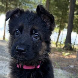 German Shepherds from Christina V.