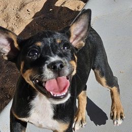 Girl 2 - Black tan and white female Rat Terrier puppy in Apple Valley, California from Dynamite Rat Terriers