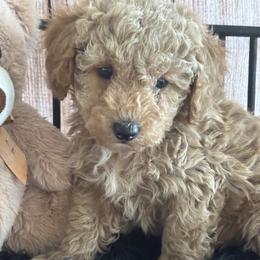 Arthur - Apricot male Poodle puppy in Orlando, Florida from Denise’s Puppies