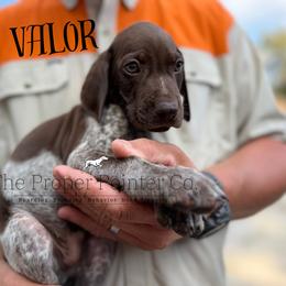 Valor - male German Shorthaired Pointer puppy in Six Mile, South Carolina from The Proper Pointer Co.