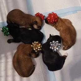 Maltipoos, Morkies, and Yorkipoos from Morkies and Yorkie-poos of Louisiana