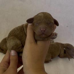 Sunny - Red male Assorted Doodle Crosses puppy in Yuba City, California from Lucky Day Doodles