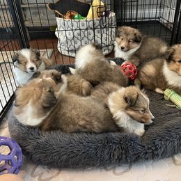 Shetland Sheepdog Puppies from Armitage Shetland Sheepdogs