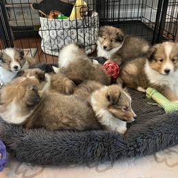 Shetland Sheepdog Puppies from Armitage Shetland Sheepdogs