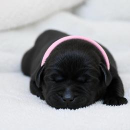 Peppa - Black female Labrador Retriever puppy in Charlotte, North Carolina from Patton Premier Labradors