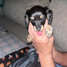 Kingston - Black and tan male Dachshund puppy in Harriet, Arkansas from B&K Dachshunds