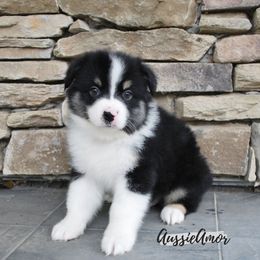Miniature Australian Shepherd Puppies from Aussie Amor