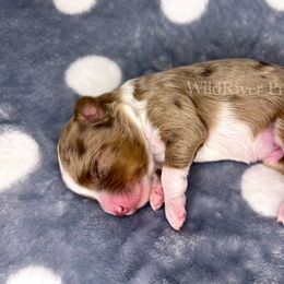 Aussiedoodle Puppies from WildRiver Pups