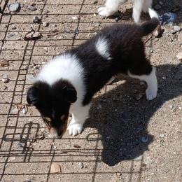 Reserved Avonlee - Black white and tan female Collie puppy in St Stephens, Wyoming from Desert Kennels