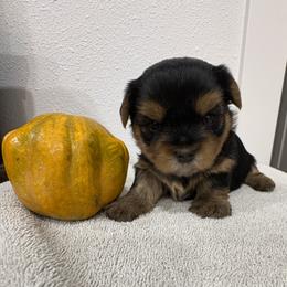 Rosie - Blue and gold female Yorkshire Terrier puppy in Portland, Oregon from Bohemian Beauty Yorkshire Terrier