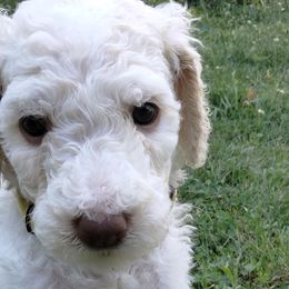 Girl 2 - White Poodle puppy in Hubertus, Wisconsin from Jessica's Poodles