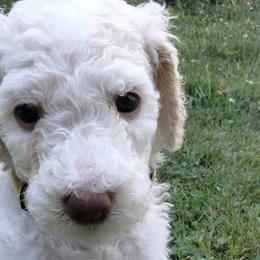 Girl 2 - White Poodle puppy in Hubertus, Wisconsin from Jessica's Poodles
