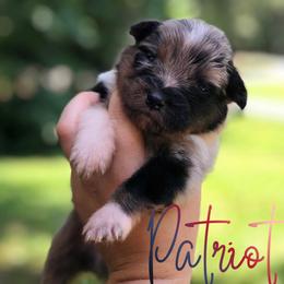 Patriot - Blue merle male Australian Shepherd puppy in Tallapoosa, Georgia from Foxhaven Farms Aussies