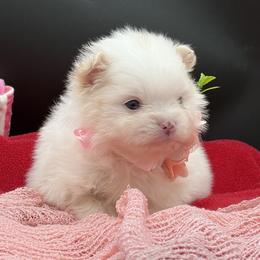 Winter - Cream parti female Pomeranian puppy in Franklin, North Carolina from A&J Cutie Pawtooties