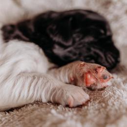 Newfoundland Puppies from Kinson Ridge Giants