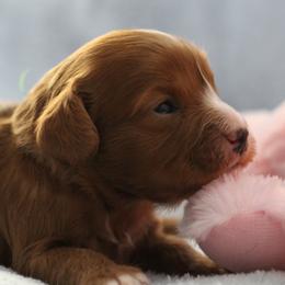 Romeo - Red male Cavapoo puppy in Springtown, Texas from North Texas Puppies