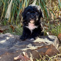 Teton - female Australian Mountain Doodle puppy in Bristow, Oklahoma from 10-Acre Woods Cockapoos