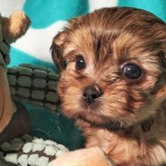 Mi-Kis from Jubilee Mi-Ki's