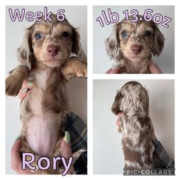 Rory - Dapple Dachshund puppy in Michigan from M.H.P Dachshunds