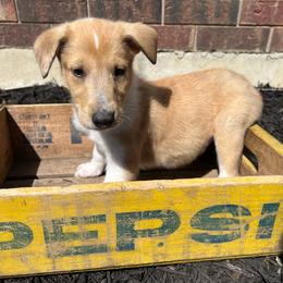 Duke - Sable merle and white male Collie puppy in Savannah, Missouri from Lakeside Collies