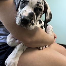 Great Dane Puppies from Sovereignty Woods Great Danes