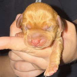 Mountain - Chocolate male Dachshund puppy in Fort Myers, Florida from Lady Margery’s Dachshunds