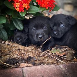 Labrador Retriever Puppies from Southern Oak Kennel - East