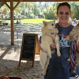 Pomeranians from Nathalie Bastin