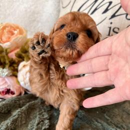 Colette - Red female Cavapoo puppy in Fairmont, West Virginia from Robin Nelson