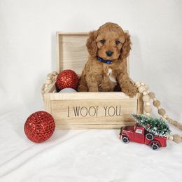 Cavapoo Puppies from Sharices Cavapoos
