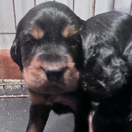 English Setters and Gordon Setters from Windsor Setters