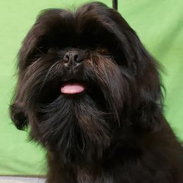 Shih Tzu All Grown Up from Carla Johnson