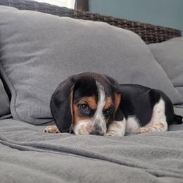 Beagle Puppies from Nse Farms Beagles