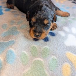 Girl 1 - Black female Schnoodle puppy in Holmesville, Ohio from Pawsome Puppies