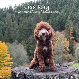 Lisa Ray - Goldendoodle