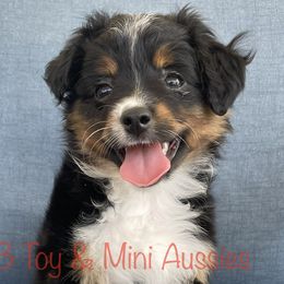 Benelli - Black tri Toy Australian Shepherd puppy in Sanger, Texas from K3 Toy and Miniature Australian Shepherds