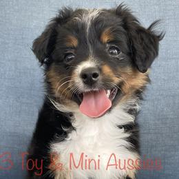 Benelli - Black tri Toy Australian Shepherd puppy in Sanger, Texas from K3 Toy and Miniature Australian Shepherds
