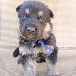 Blue Boy - Black and tan male German Shepherd puppy in La Pine, Oregon from Granville/Diamond Peak German Shepherds